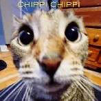 Chippi Chippi Chappa Chappa